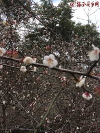 2014-1-26 石肚的梅花。。